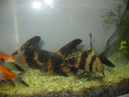 大量供應(yīng)長江胭脂魚苗 胭脂魚魚批發(fā)價格 廣西胭脂魚魚苗批發(fā)價格