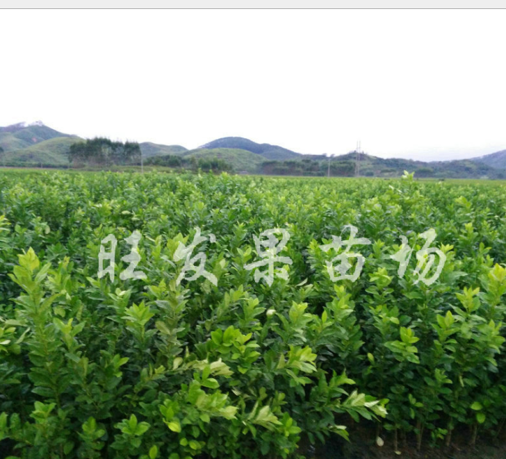供應(yīng)香水檸檬苗 四季掛果 美容精選 盆栽風(fēng)景苗