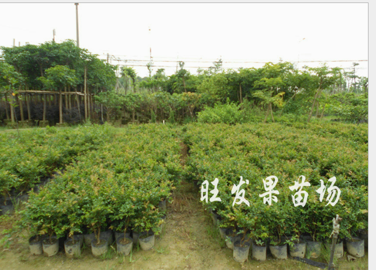 長期經(jīng)銷 珍貴寶果新品樹葡萄苗又稱嘉寶果超甜 南果北種苗