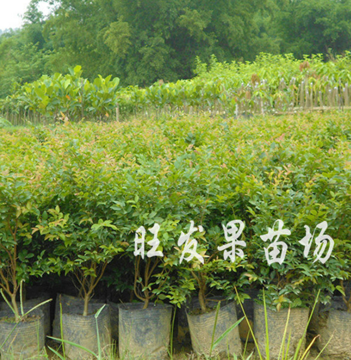 長期經(jīng)銷 珍貴寶果新品樹葡萄苗又稱嘉寶果超甜 南果北種苗