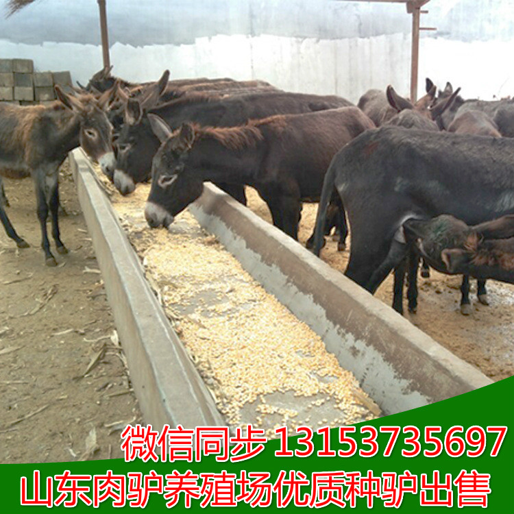 養(yǎng)驢場(chǎng) 山東養(yǎng)驢場(chǎng) 哪兒有大型養(yǎng)驢場(chǎng)