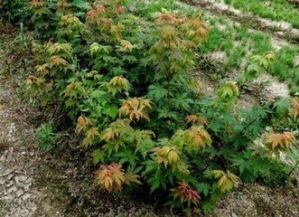遼寧九角楓苗報價，九角楓苗批發(fā)采購價，哪有九角楓苗，