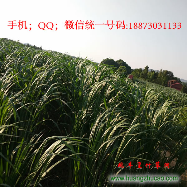 2017年新型皇竹草種節(jié)批發(fā)
