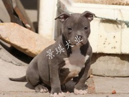 比特犬價(jià)格 哪里有賣(mài)純種比特犬的 比特犬好養(yǎng)嗎