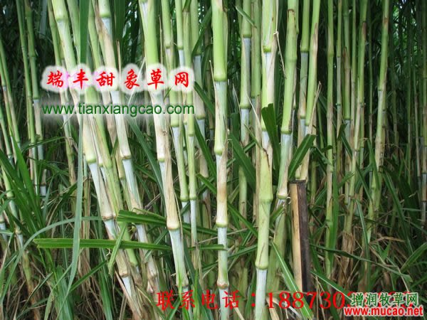 2017年甜象草種節(jié)_皇竹草種節(jié) 2017年甜象草皇竹草種節(jié)批發(fā)