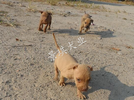 湖南比特犬繁殖基地 景琪犬業(yè)常年出售 比特犬 大體比特犬