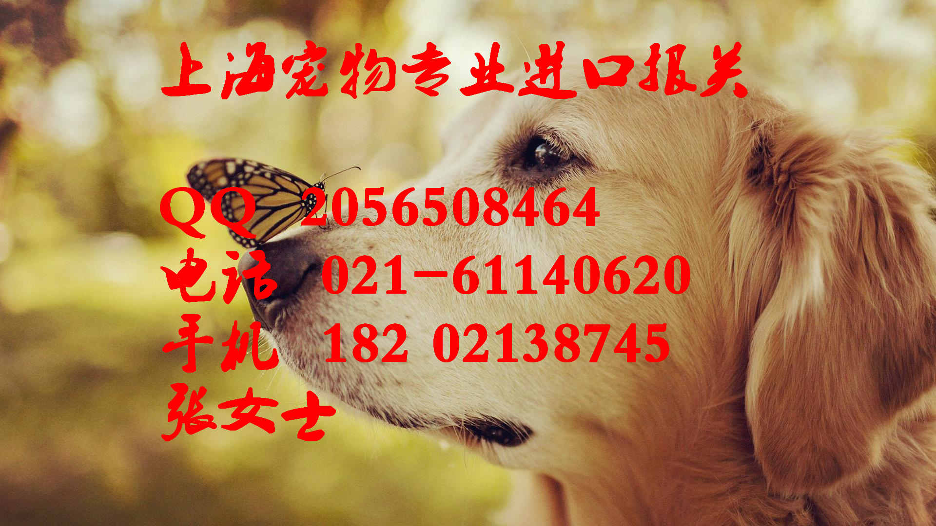 *理寵物進(jìn)口上海報(bào)關(guān)