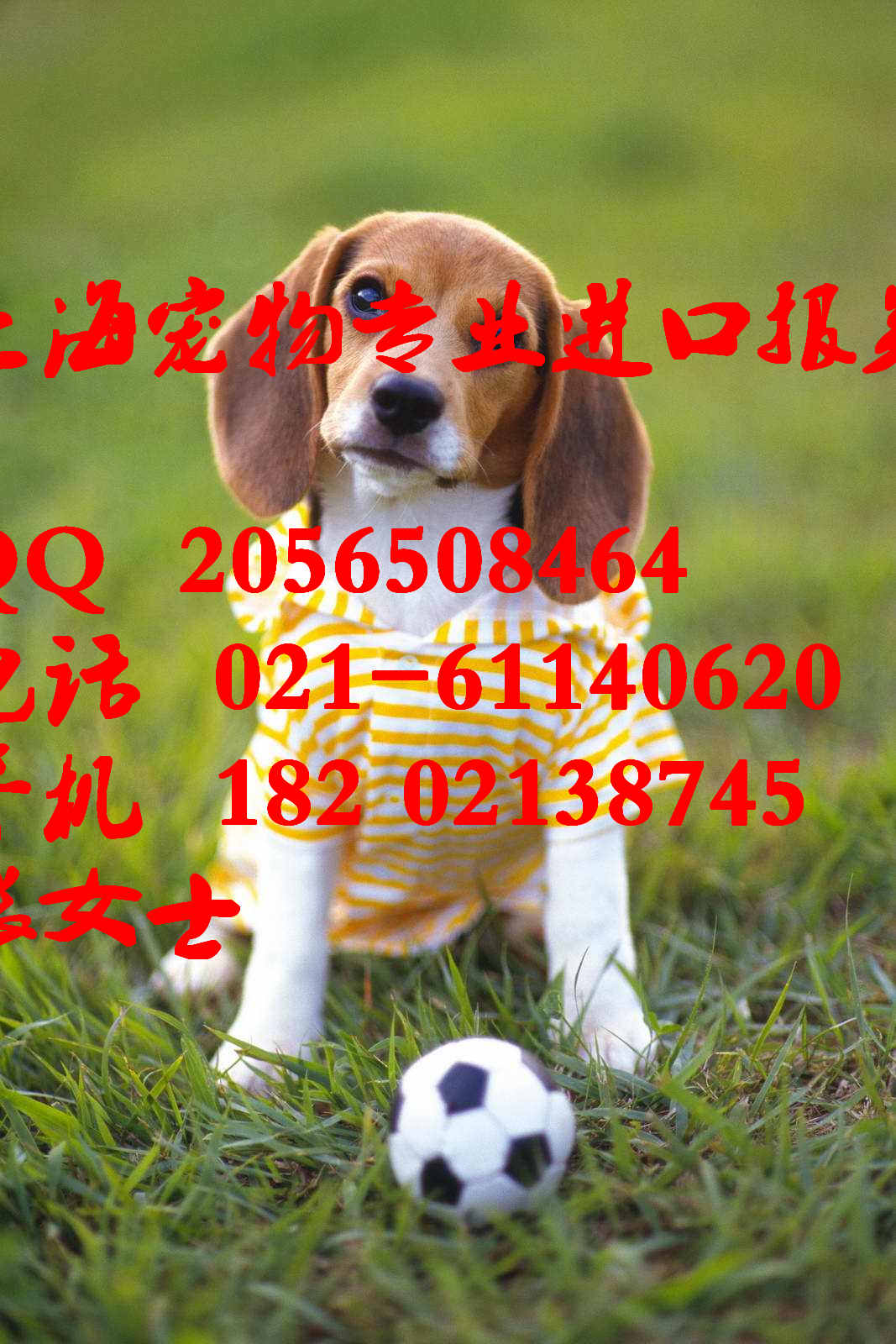 *理寵物進(jìn)口上海報(bào)關(guān)