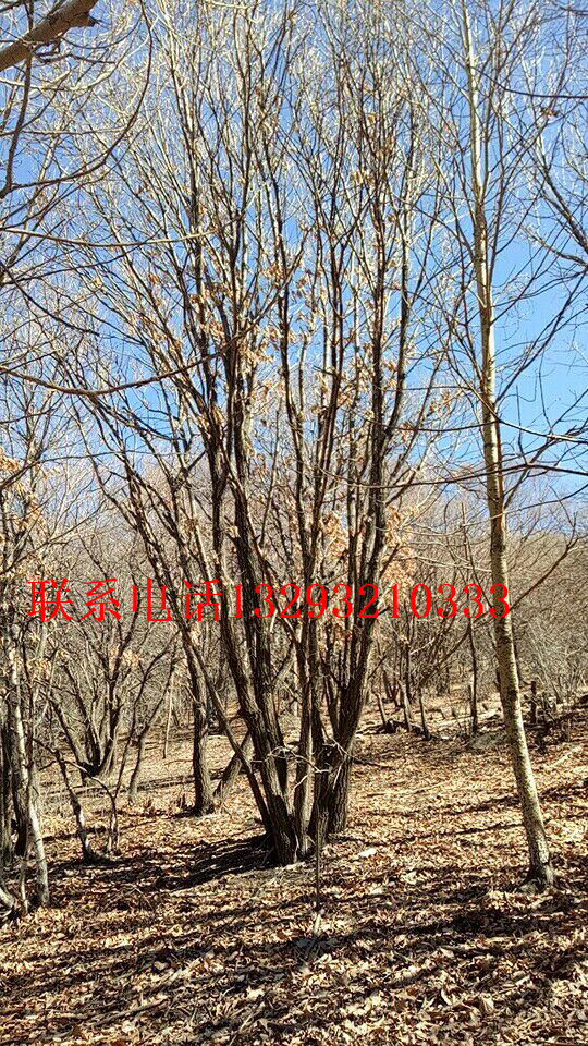 供應(yīng)2015北京優(yōu)質(zhì)蒙古櫟訂購(gòu)，供應(yīng)蒙古櫟哪家好，優(yōu)質(zhì)蒙古櫟便宜出售，