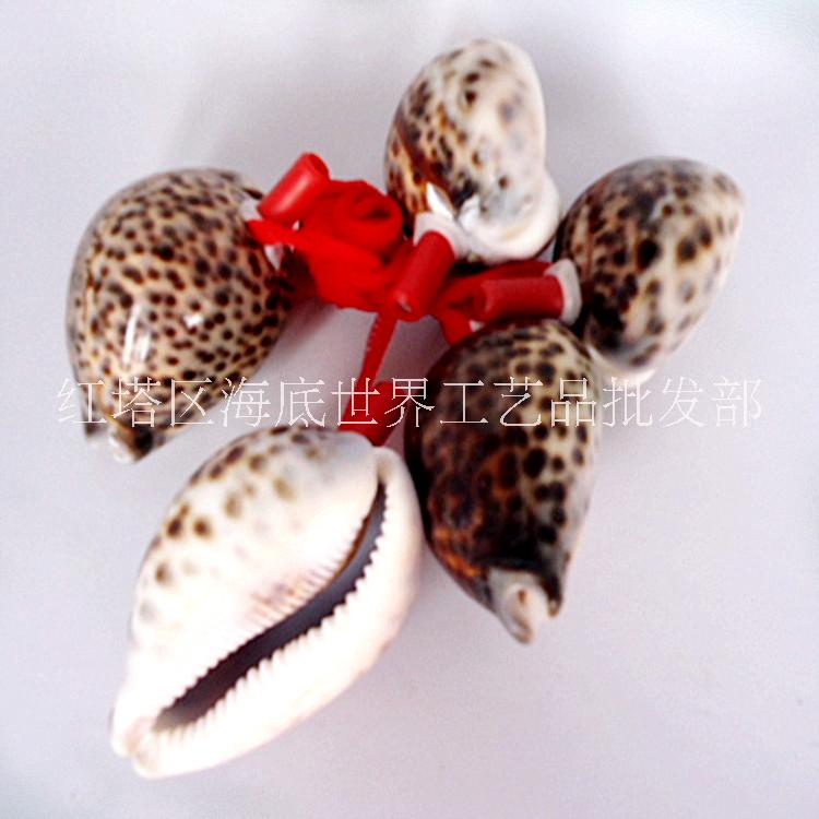 狂賣兒童熱愛螺吹 天然貝殼批發(fā)