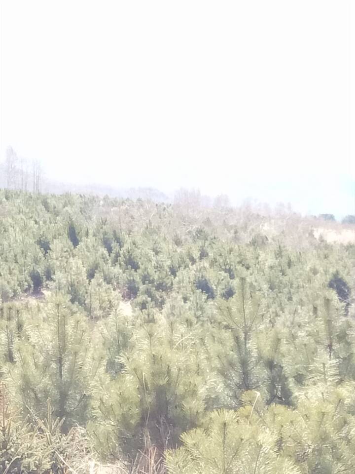 河北承德云杉批發(fā) 河北云杉訂購(gòu) 河北云杉供貨商