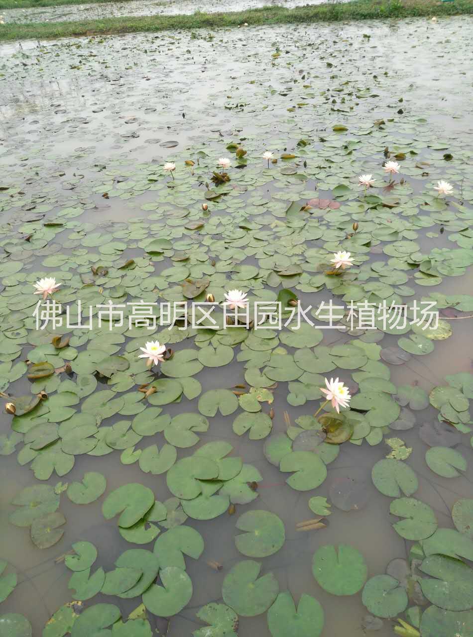 睡蓮 多色睡蓮