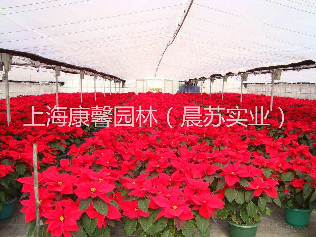 重慶花卉租賃電話 重慶專業(yè)承接花卉租賃服務(wù)電話，重慶花卉租賃公司