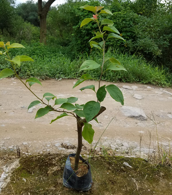 紅花三角梅小袋苗 桿高20cm