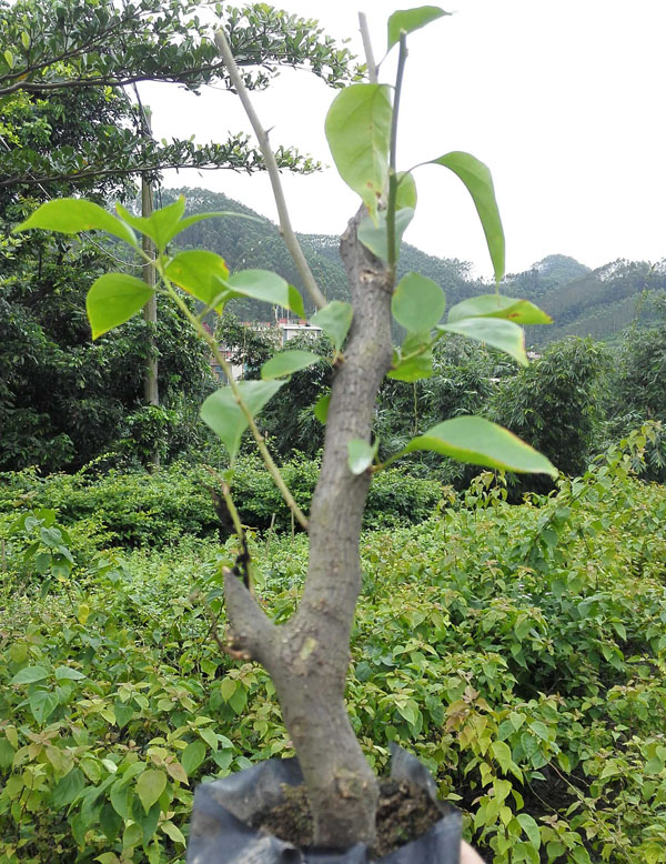 紅花三角梅小袋苗 桿高20cm