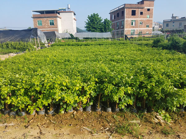 紅花三角梅小袋苗 桿高20cm