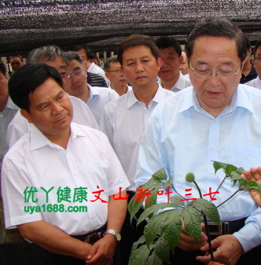 文山新葉三七  30頭文山三七 三七功效  文山三七網(wǎng)  文山三七價格