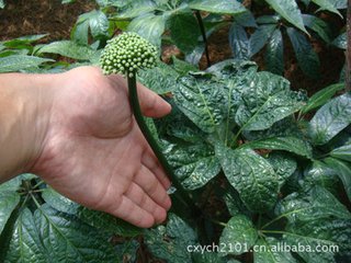 三七養(yǎng)生食譜 文山新葉鮮三七 文山三七網(wǎng)，三七藥膳功效  三七功效