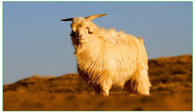 河南絨山羊價格 河南絨山羊價格多少 河南絨山羊價格哪家便宜