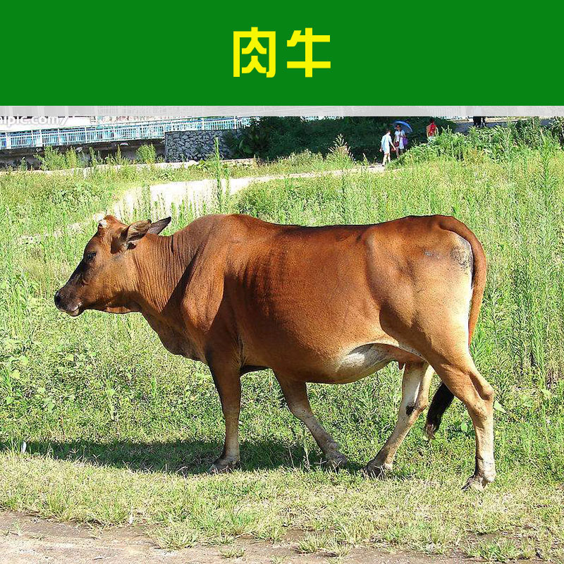 改良肉牛養(yǎng)殖技術(shù)