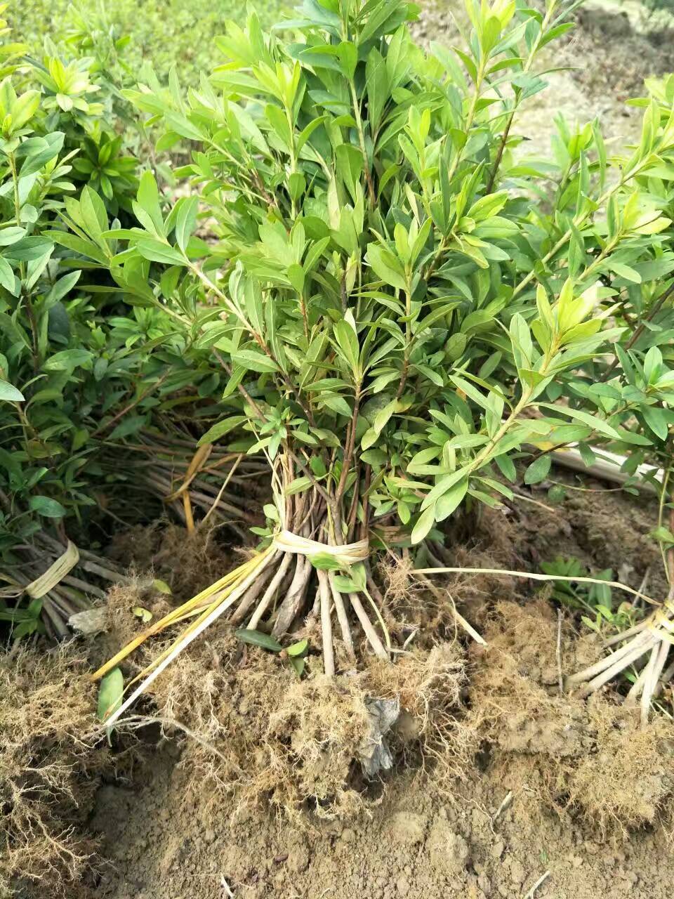 湖南*綠化苗批發(fā) *有多高  湖南*綠化苗廠家