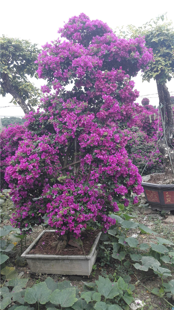 三角梅盆景 紅花三角梅盆景 基地直銷