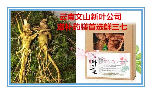 三七養(yǎng)生食譜 文山新葉鮮三七 文山三七網(wǎng)，三七藥膳功效  三七功效