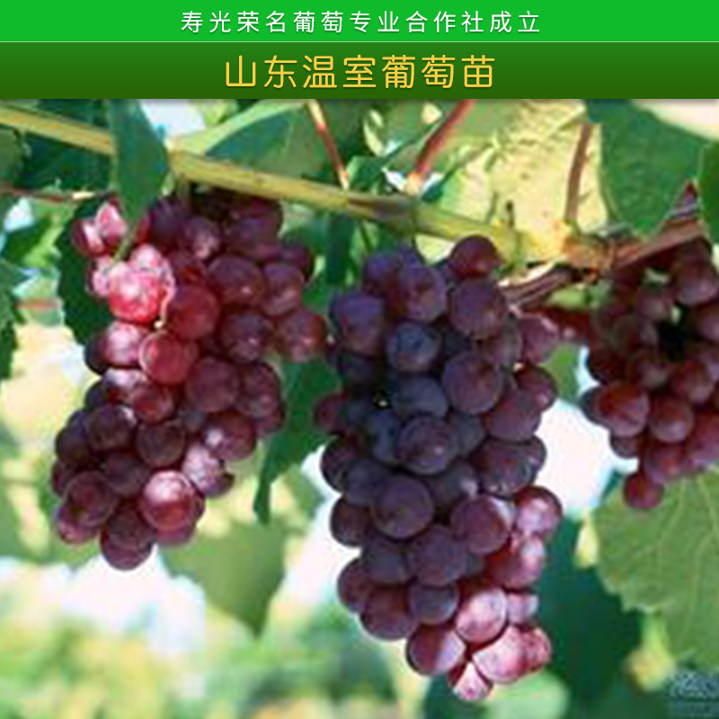 山東溫室葡萄苗榮*新品種葡萄3號(hào)/4號(hào)*四號(hào)大棚植技苗木批發(fā)