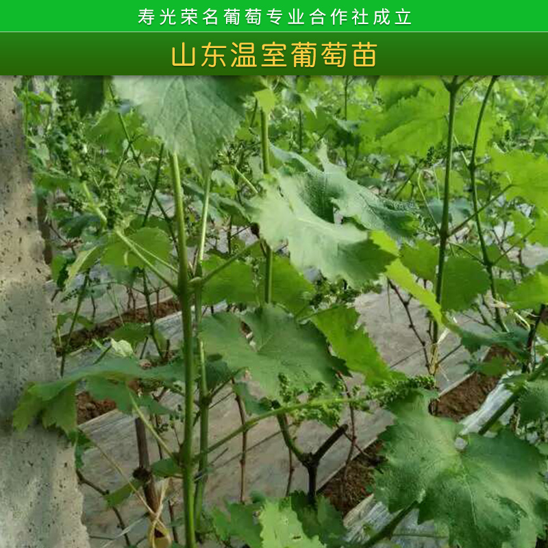 山東溫室葡萄苗榮*新品種葡萄3號(hào)/4號(hào)*四號(hào)大棚植技苗木批發(fā)