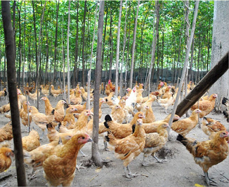 批發(fā)土雞蛋 禽蛋 *農家富硒雞蛋土雞蛋 散養(yǎng)土雞蛋30枚禮盒裝