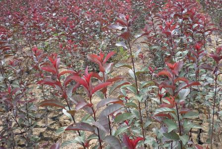 3公分紫葉矮櫻價(jià)格。5公分紫葉矮