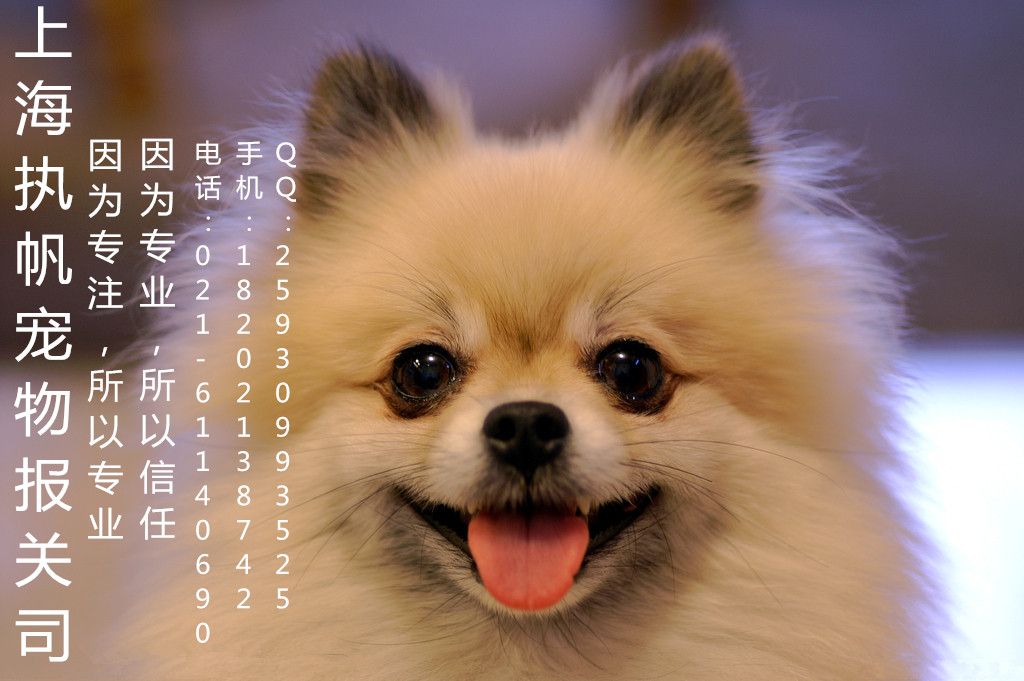 上海寵物入境隔離清關(guān)、上海機(jī)場(chǎng)寵物報(bào)關(guān)公司、寵物代理報(bào)關(guān)、報(bào)檢、清關(guān)