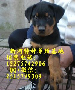 純種羅威納犬純種羅威納幼犬價(jià)格羅威納幼犬出售常年出售羅威納成犬幼犬那里的純種羅威納便宜雙血統(tǒng)羅威納幼犬