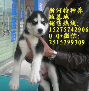 純種哈士奇 純種哈士奇犬常年出售哈士奇成犬.幼犬常年供應(yīng)哈士奇成犬.幼犬純種哈士奇幼犬什么價位雙血統(tǒng)純種哈士奇