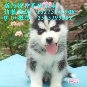 純種哈士奇 純種哈士奇犬常年出售哈士奇成犬.幼犬常年供應(yīng)哈士奇成犬.幼犬純種哈士奇幼犬什么價位雙血統(tǒng)純種哈士奇