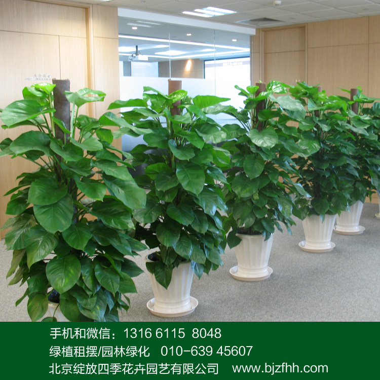 適合辦公室擺放的綠植大綠蘿