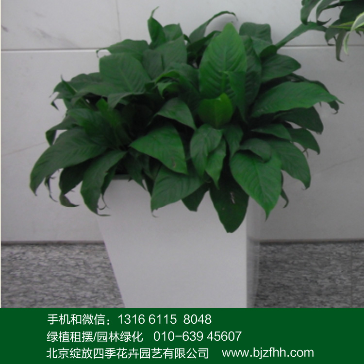 辦公室花卉租擺中小型耐陰開花植物白掌/白鶴芋/一帆風(fēng)順
