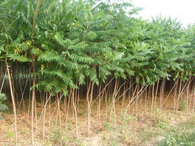 5公分北欒價(jià)格