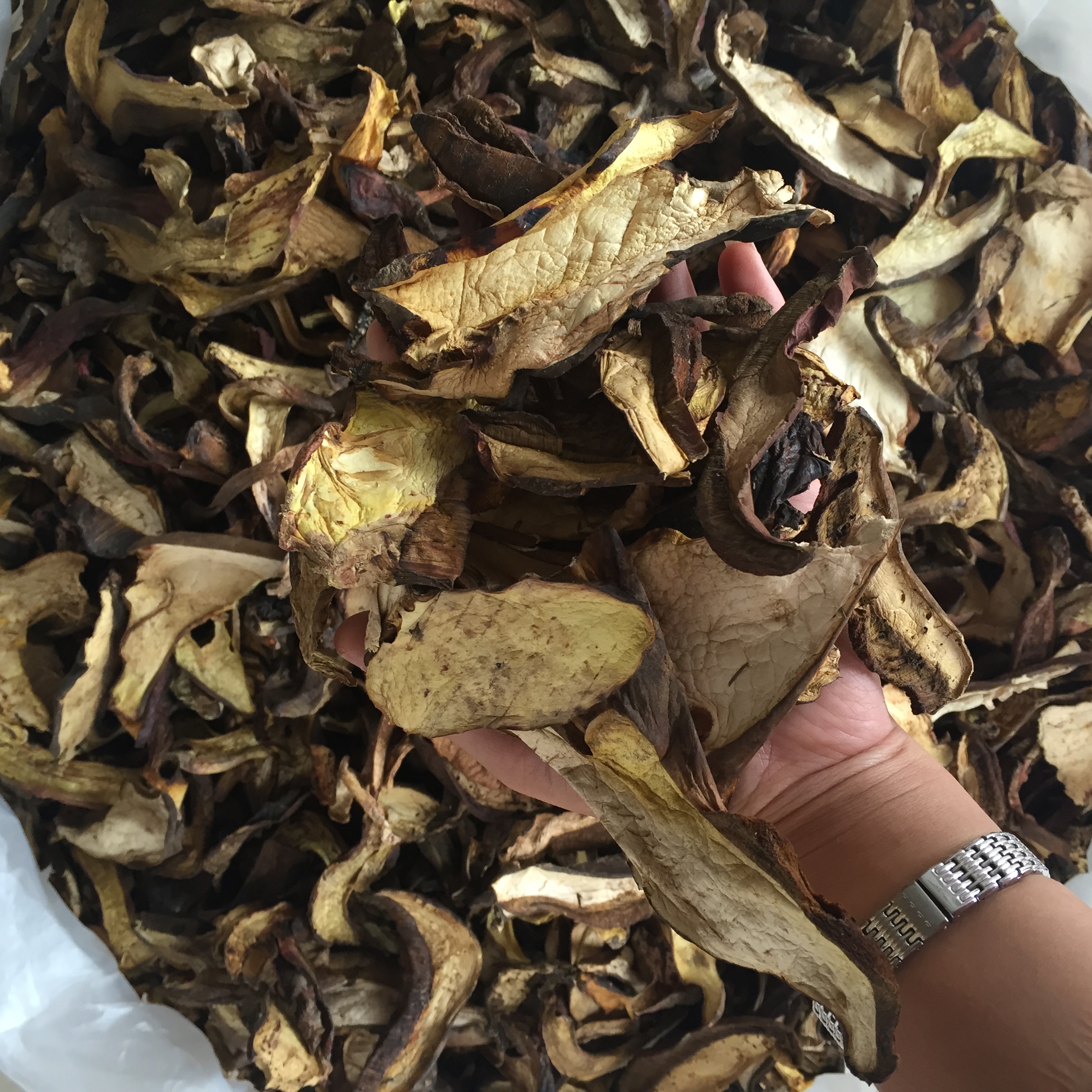 云南黑木王菌 黑木王菌批發(fā) 黑木王菌供應商 黑木王菌哪里好