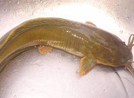 供應(yīng)廣東海魚、直銷廣東海魚、廣東海魚價格