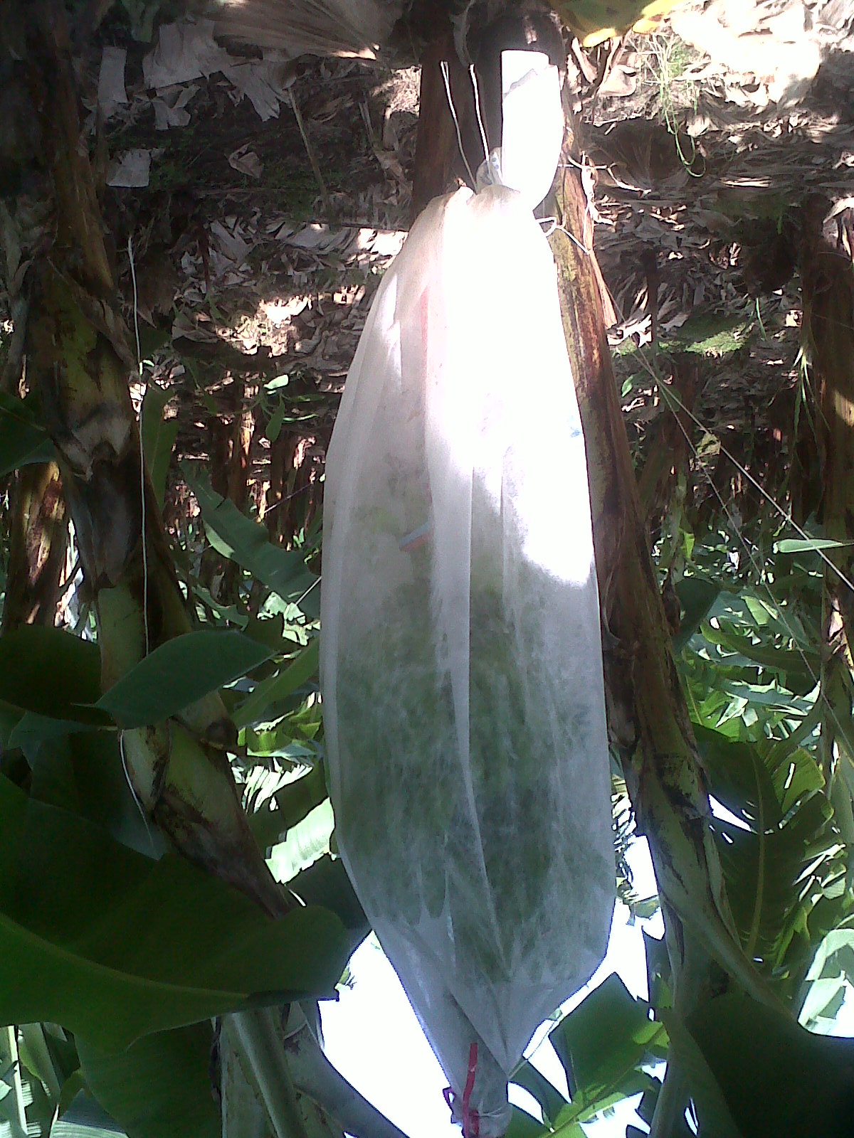 江蘇農(nóng)用無(wú)紡布 江蘇農(nóng)用無(wú)紡布廠家 江蘇農(nóng)用無(wú)紡布價(jià)格 農(nóng)用無(wú)紡布哪家好