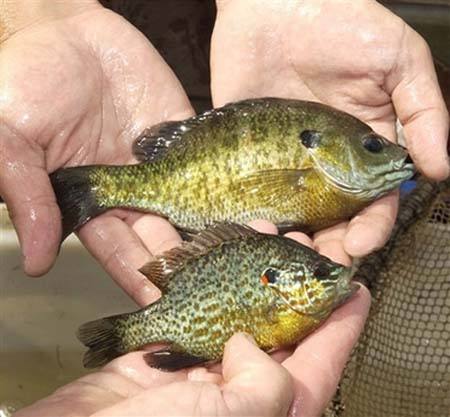 供應(yīng)廣東海魚、直銷廣東海魚、廣東海魚價格