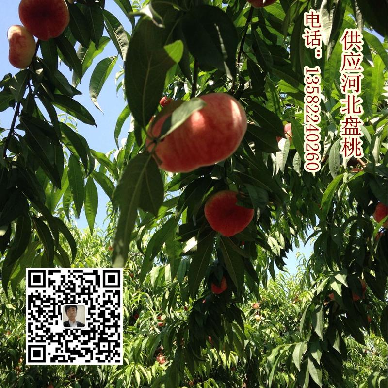 河北保定蟠桃批發(fā) 滿城區(qū)量大質(zhì)優(yōu) 河北盤(pán)桃產(chǎn)地