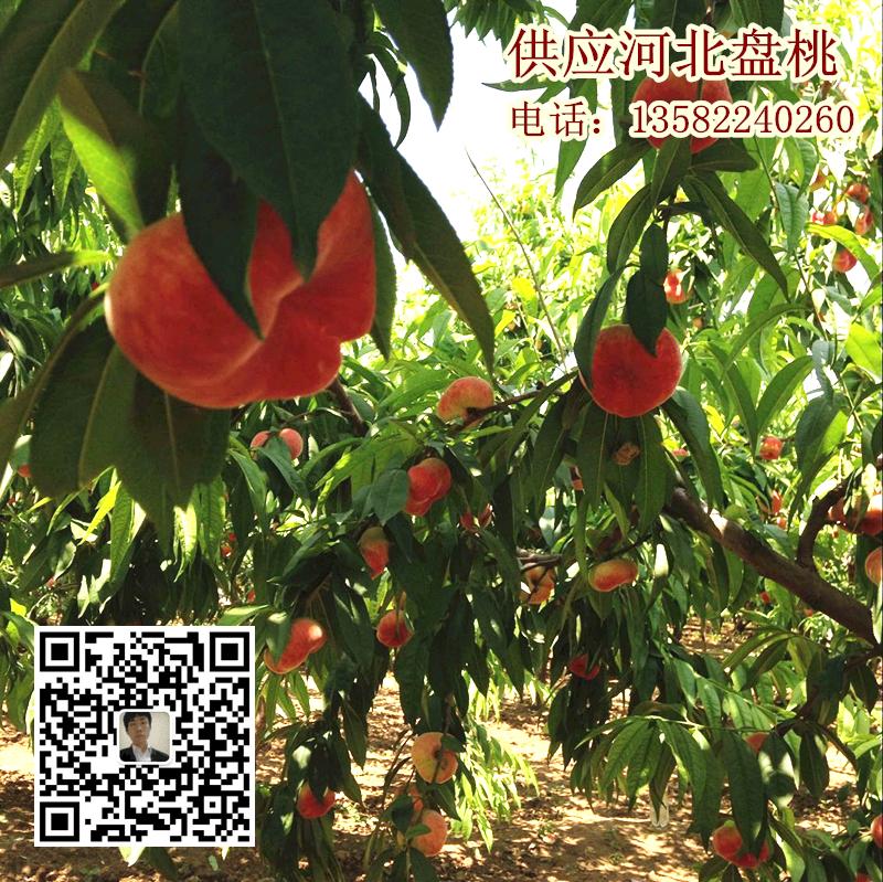 河北保定蟠桃批發(fā) 滿城區(qū)量大質(zhì)優(yōu) 河北盤(pán)桃產(chǎn)地
