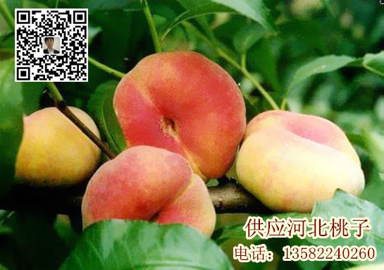 河北保定蟠桃價(jià)格 產(chǎn)地* 價(jià)格合理 供應(yīng)河北盤桃