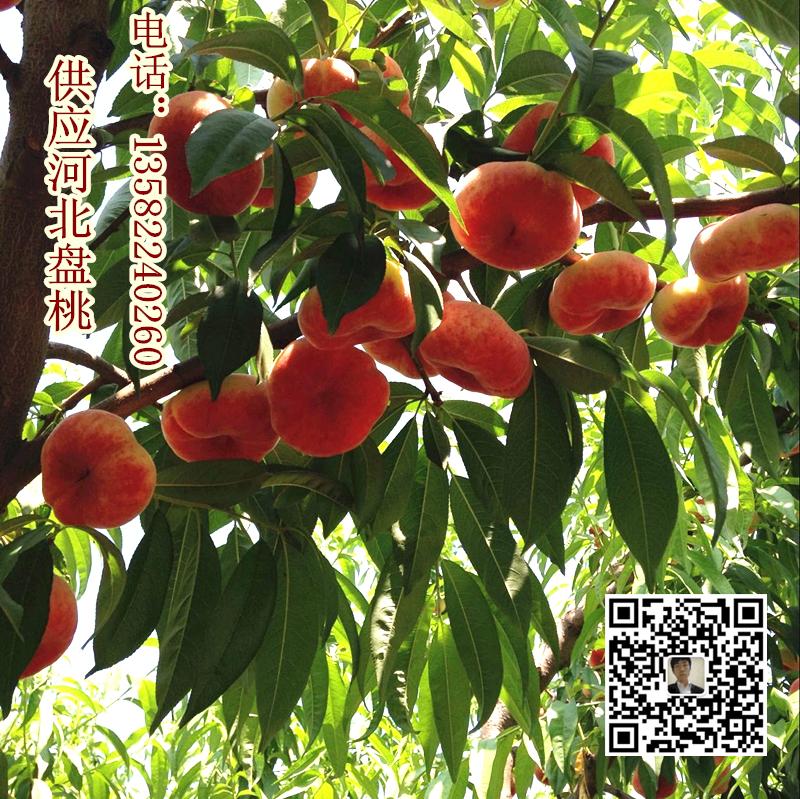 河北保定哪里有蟠桃 滿城區(qū)量大質(zhì)優(yōu)河北盤桃 河北盤桃價(jià)格