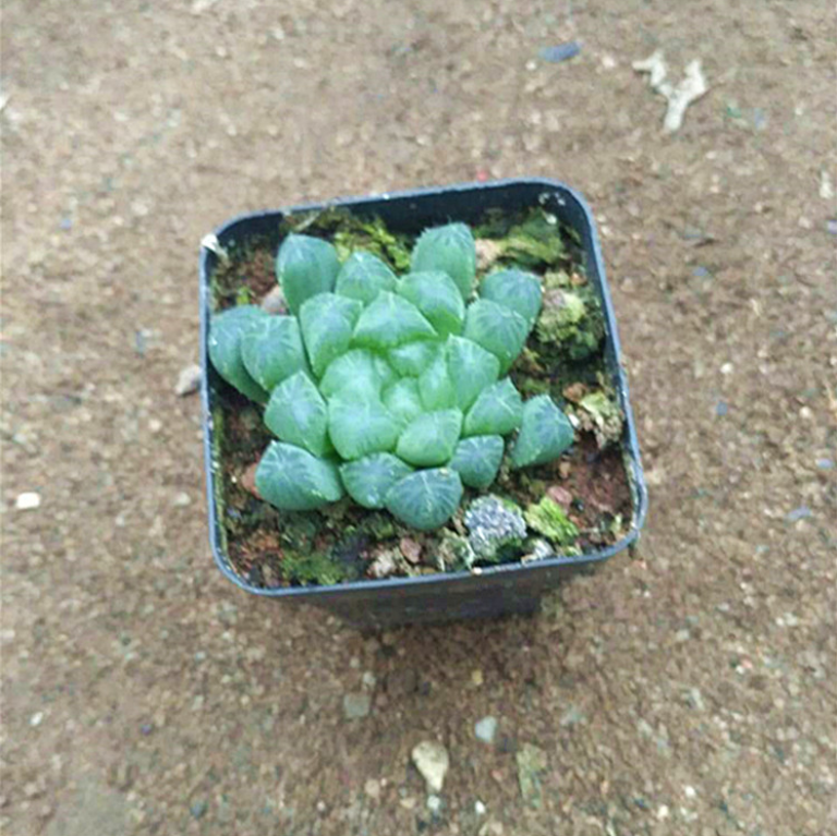 批發(fā)多肉植物 玉露蓮防輻射植物 辦公室盆栽