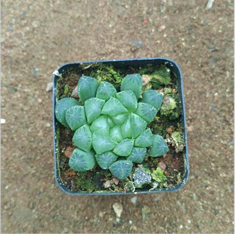 批發(fā)多肉植物 玉露蓮防輻射植物 辦公室盆栽