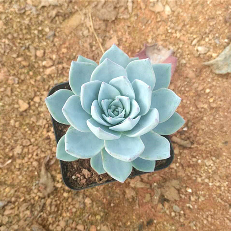 批發(fā)多肉植物 藍(lán)鳥防輻射植物 辦公室盆栽