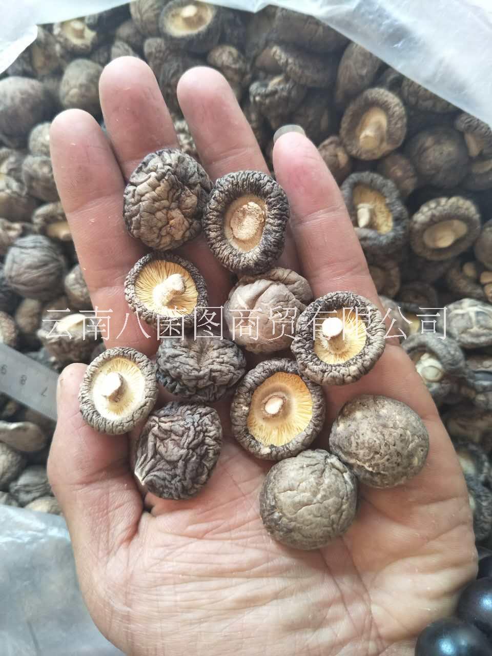 人工種植香菇  香菇批發(fā)  香菇報(bào)價(jià)  香菇供應(yīng)商  香菇哪里好